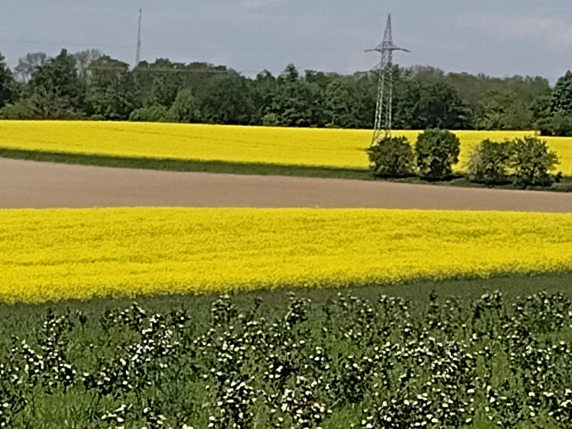 Apartmán Olifant In Osterode Osterode am Harz Exteriér fotografie